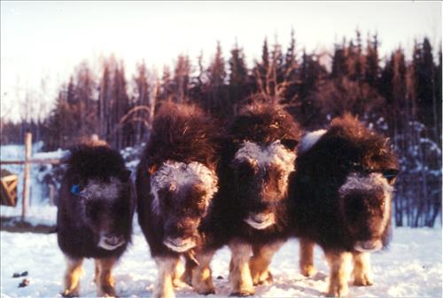 2  Muskoxen in Alaska