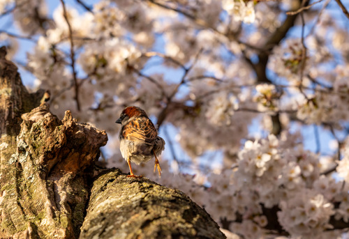 A house sparrow jumps on a Cherry blossom tree.