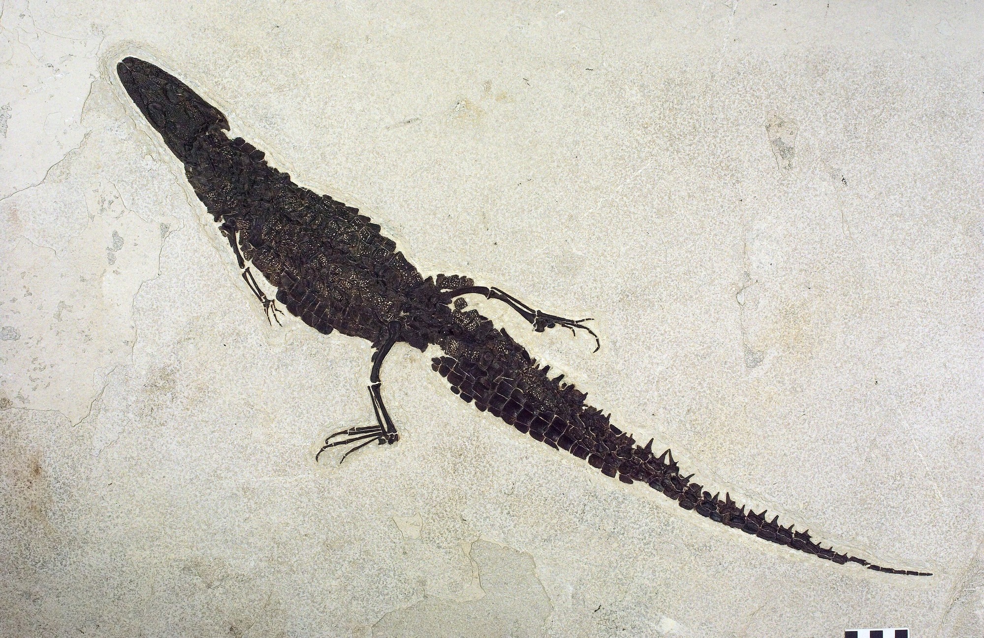 A dark brown caiman-like fossil in pale tan stone angled diagonally with its head in the upper left of the photo.  Both legs are visible as well as the left arm.  Most of the scales are still visible and recognizable.