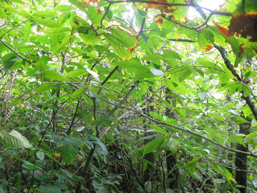 GRSM Accuracy Assessment. Plot Code: GRSM_AA_0548_3