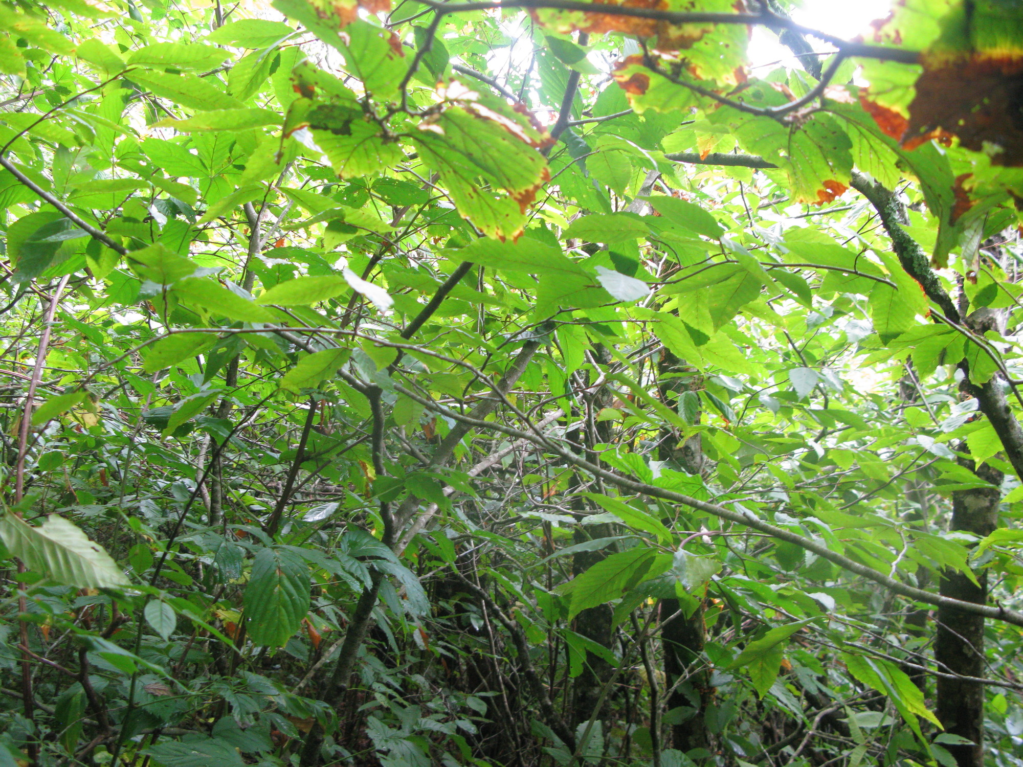 GRSM Accuracy Assessment. Plot Code: GRSM_AA_0548_3