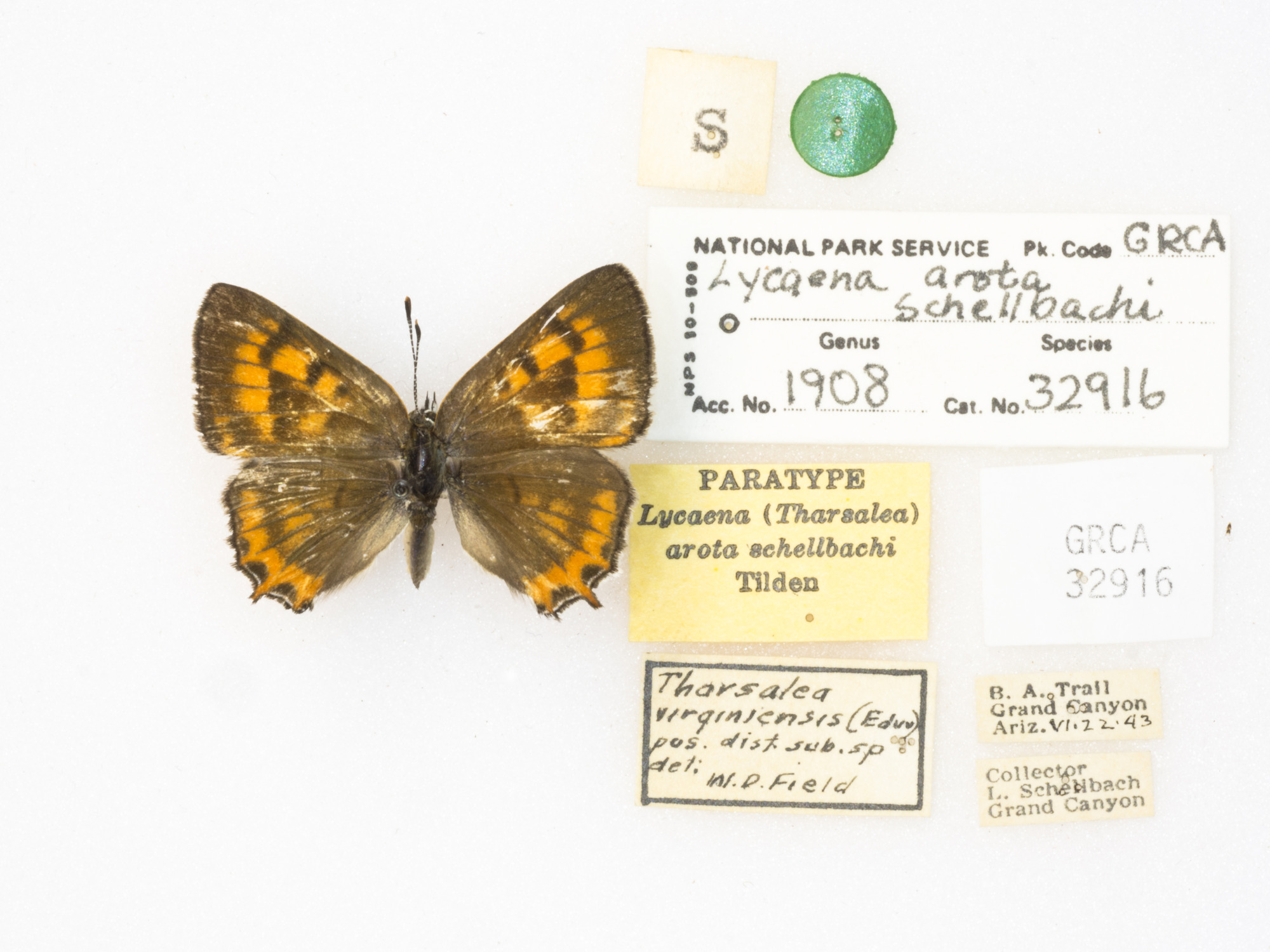 Tailed Copper, Lycaena arota schellbachi. Paratype des. Tilden. GRCA 32916. 22 June 1943. Bright Angel Trail, North Rim, Grand Canyon, Arizona. collector Louis Schellbach..JPG