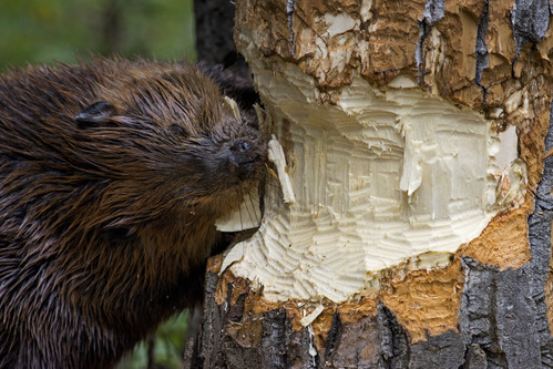 A beaver chewing into a balsam poplar tree