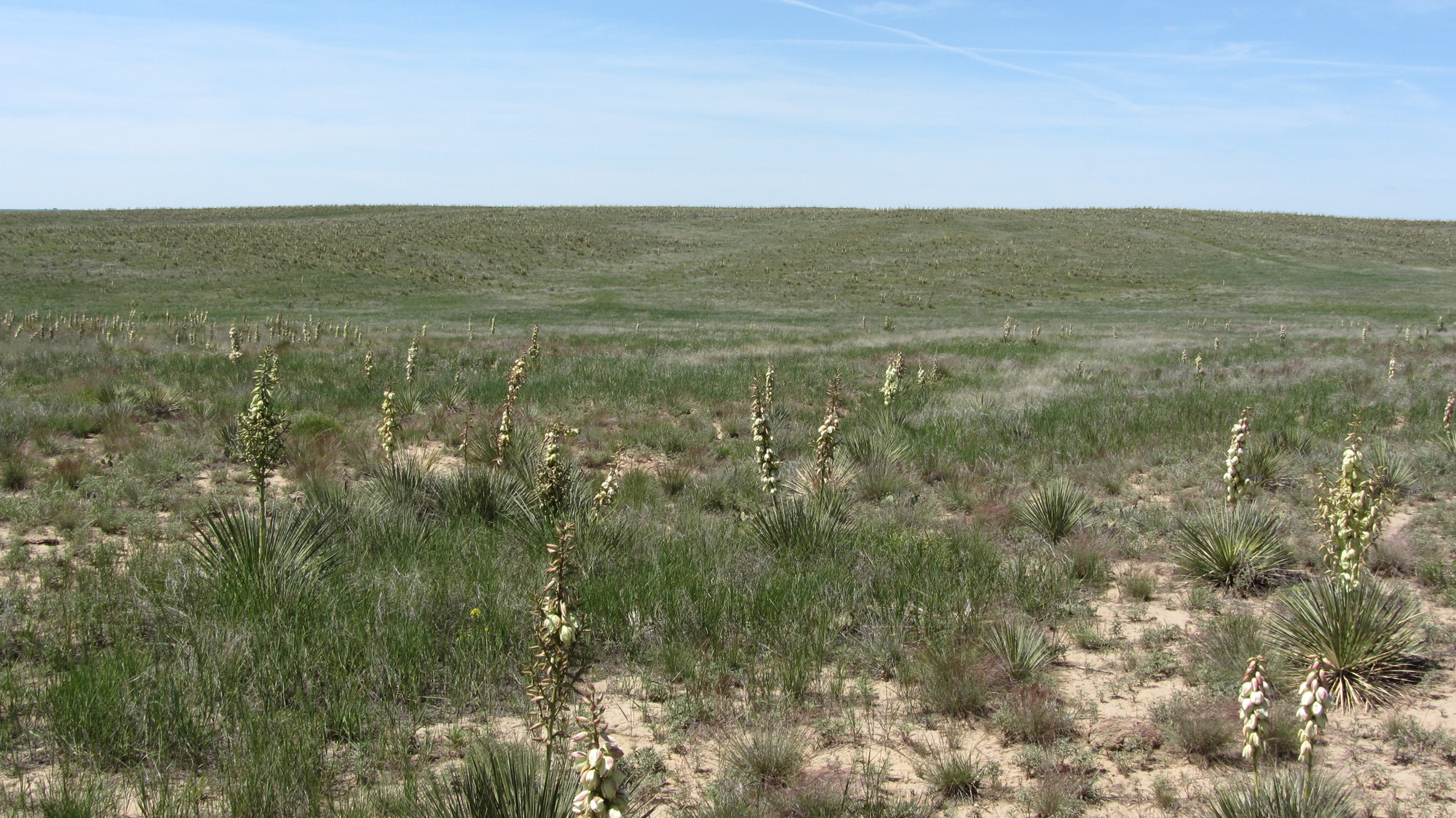 Ruts and swales with a marker on private land near the Cimarron National Grassland - 2