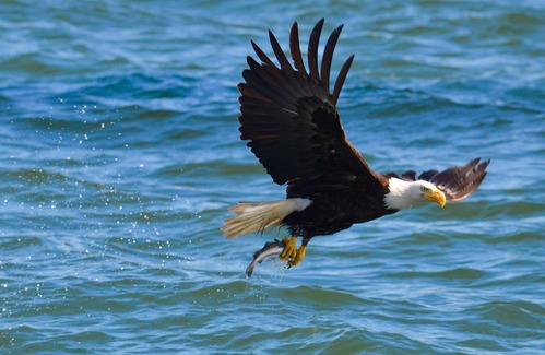 Bald eagle flies away from the surface of the water with spray flying behind it. It grasps a fish in its talons.