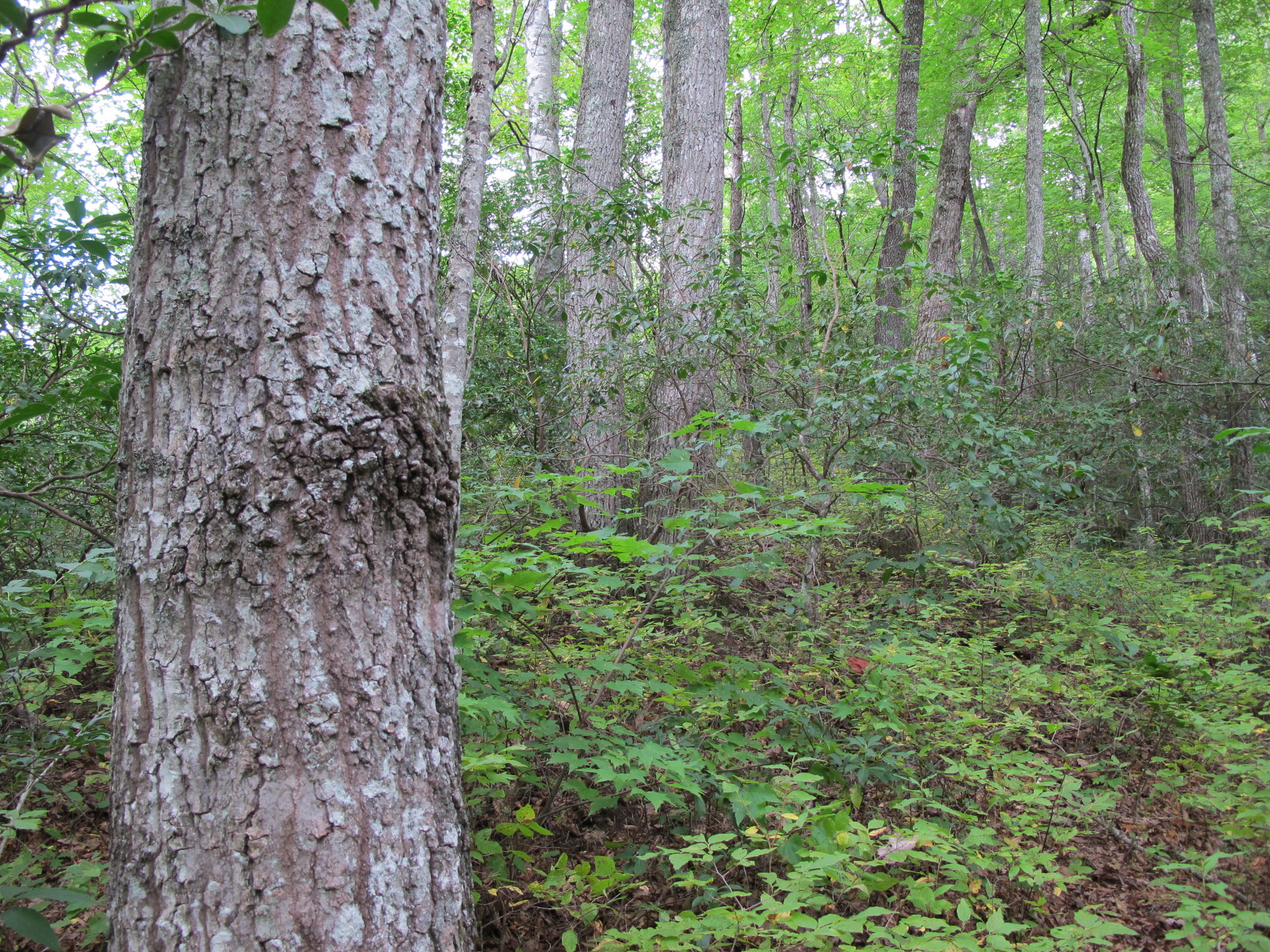 GRSM Accuracy Assessment. Plot Code: GRSM_AA_0888_6