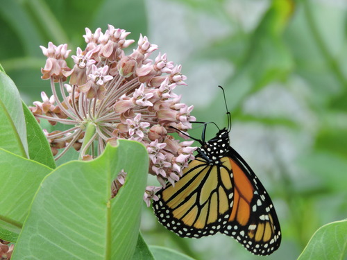 A monarch butterfly resting on the flowers on a milkweed plant.