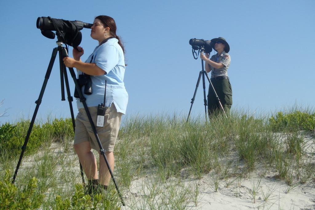 Avian Monitoring staff standing on a grassy sand dune at Assateague Island National Seashore looking at shorebirds through spotting scopes.