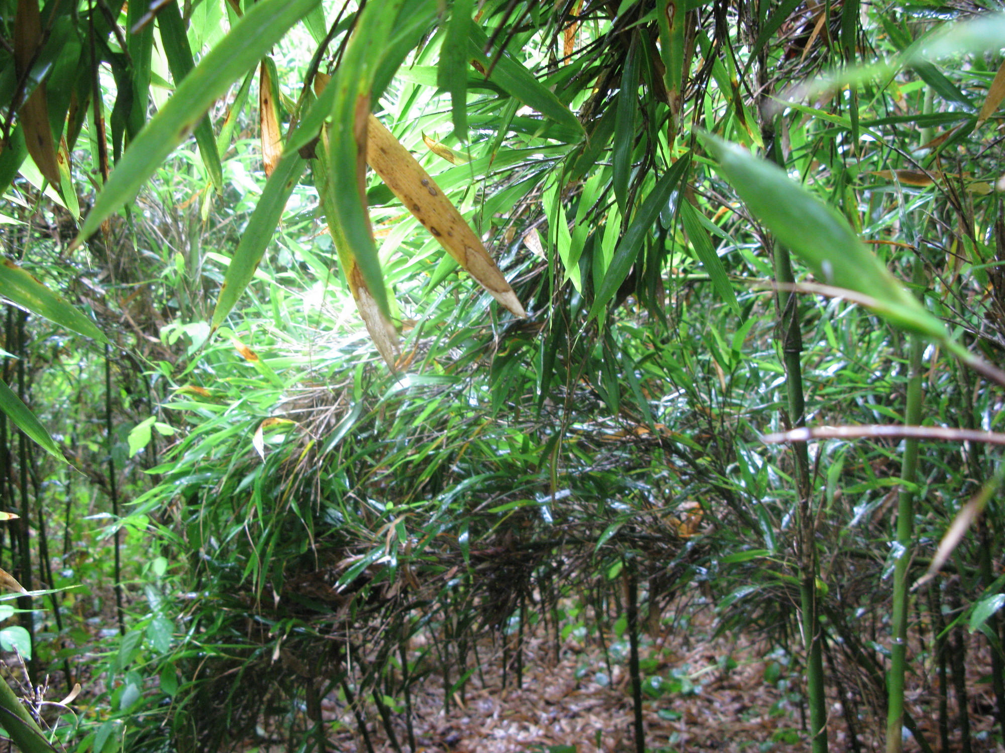 Plot Code: GRSM_AA_0482_6