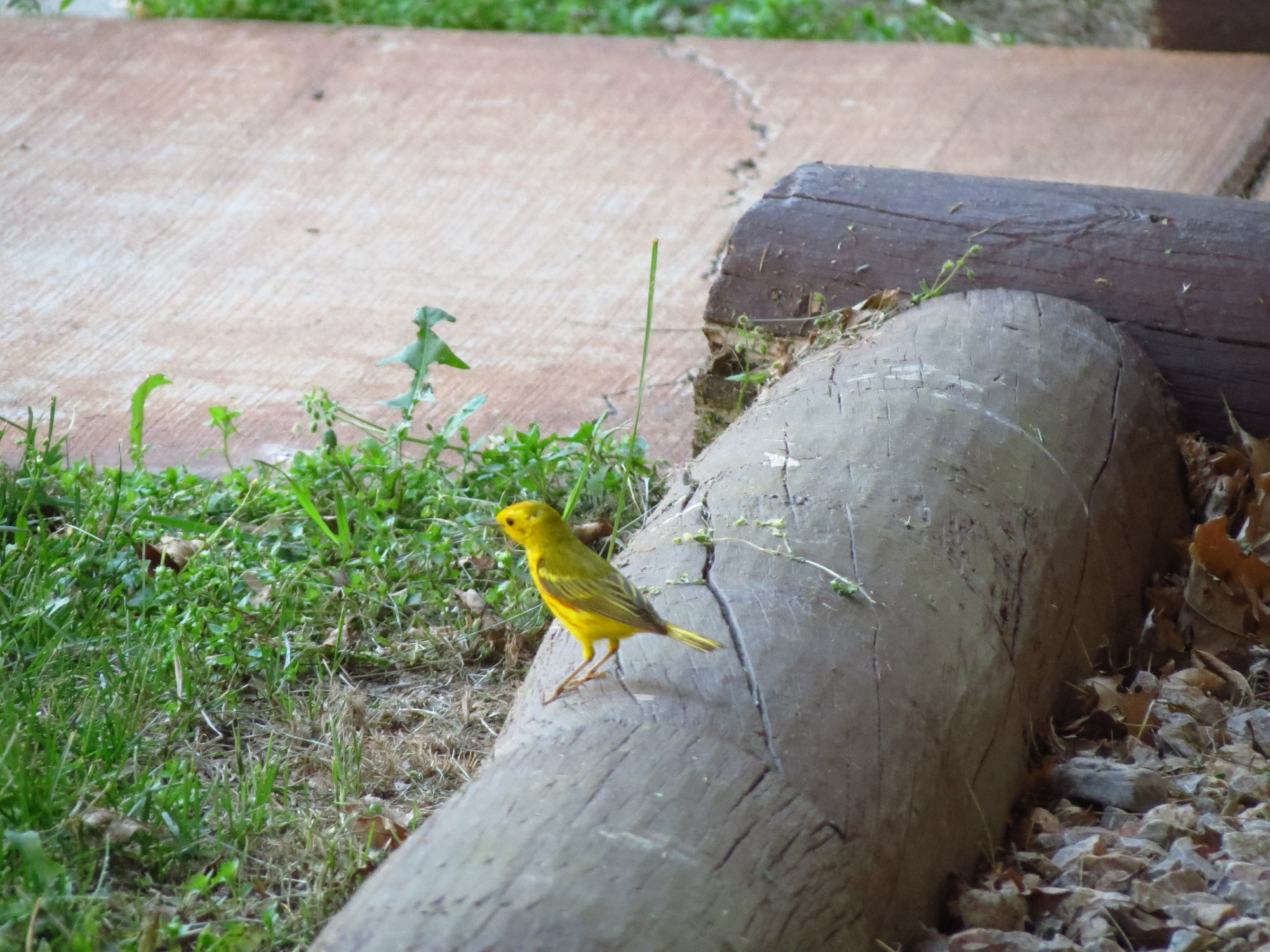Yellow bird