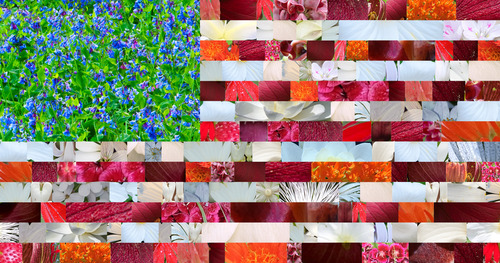 An American flag created out of a variety of wildflower photos. 