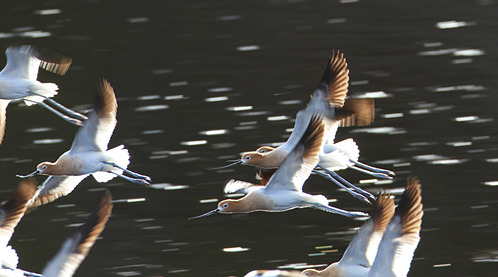 American avocets are flying in a group.