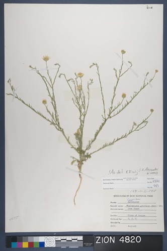 Herbarium Specimen Sheet 4820