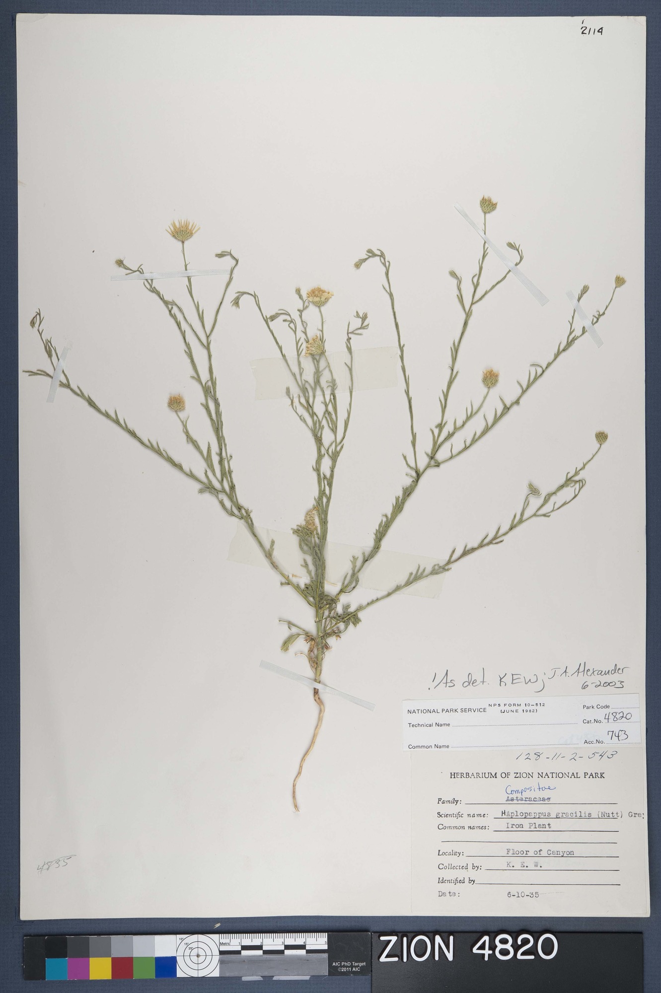 Herbarium Specimen Sheet 4820
