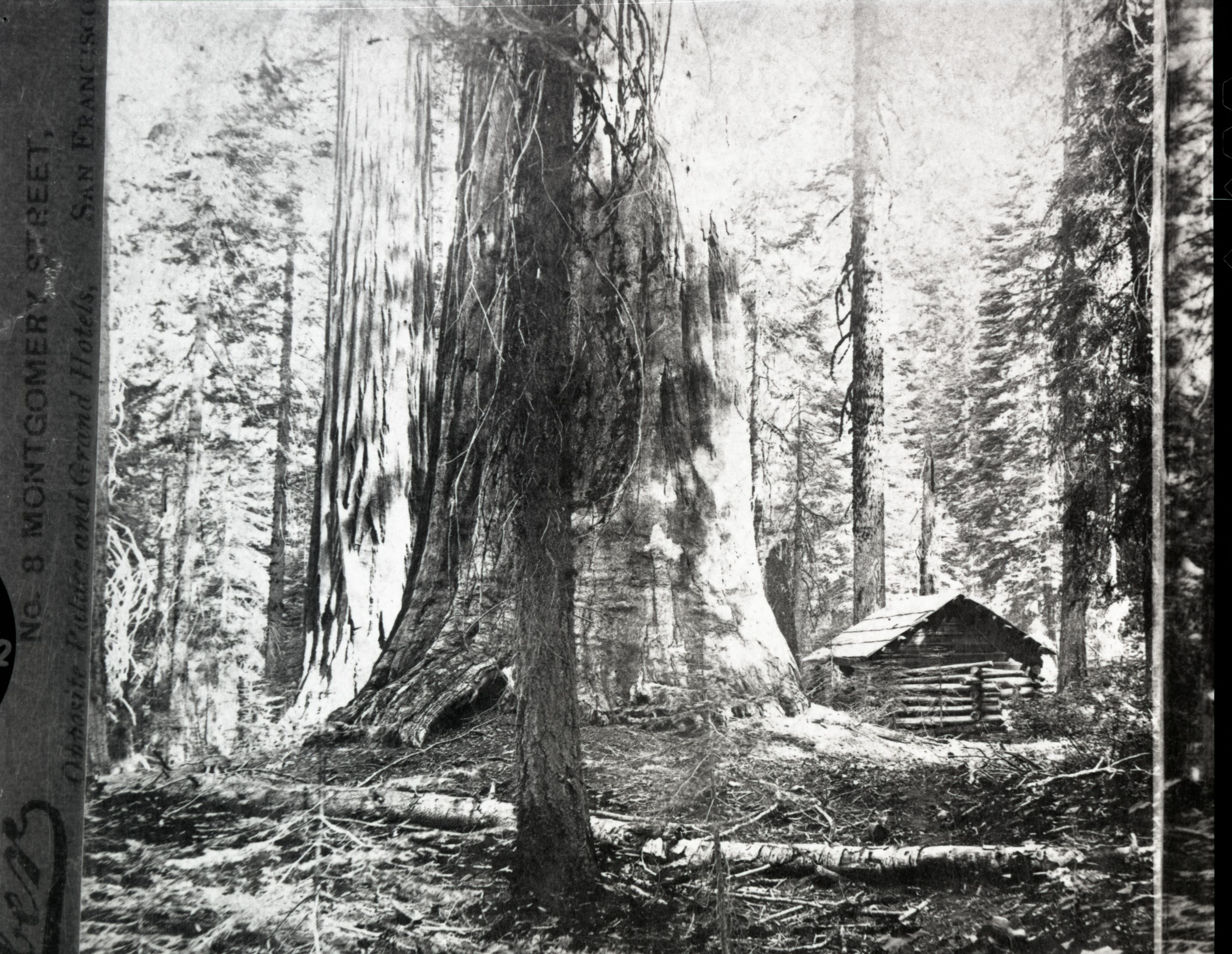 Detail of RL-16,494. Caption: "Galen's Hospice, Mariposa Grove, Mariposa County, Cal. 1168." Copy Neg: July 1985 by Michael Dixon