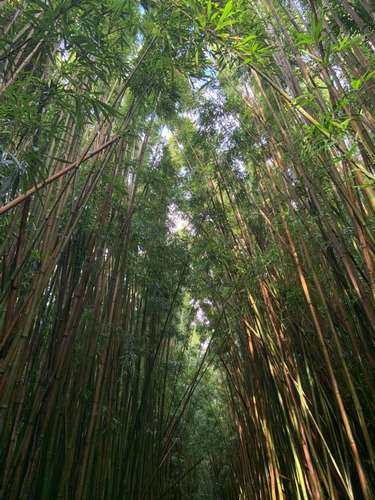 Bamboo rises overhead from the left and right side of a boardwalk trail dimming the light as it filters down into the understory.