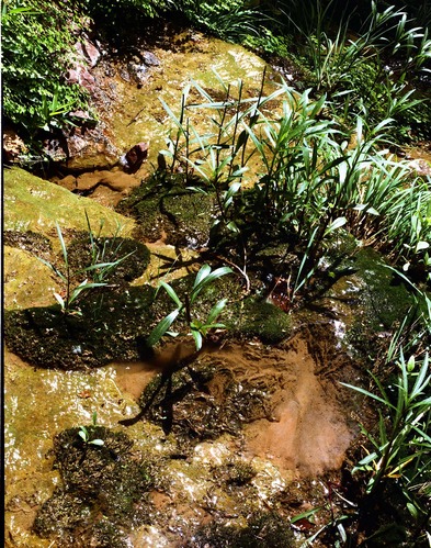Color Photo of seeps and swamp vegetation.