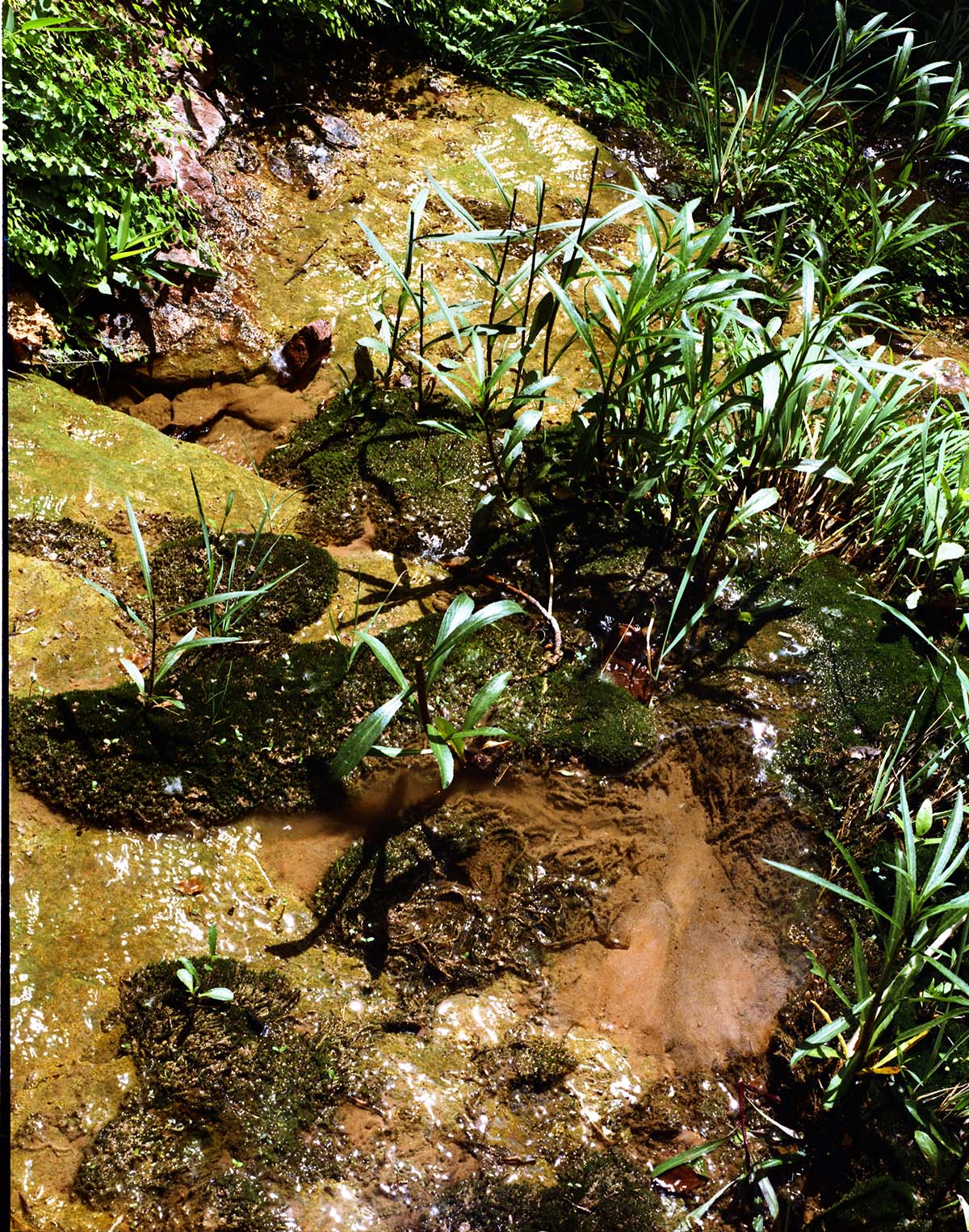 Color Photo of seeps and swamp vegetation.