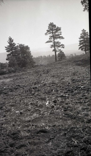 Manzanita clearing, Langston's land.