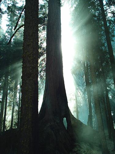 Giant wildfire used for resource benefit, Sequoia and Kings Canyon National Parks, summer 2003