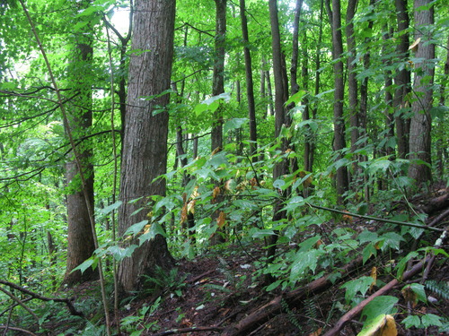 GRSM Accuracy Assessment. Plot Code: GRSM_AA_0517_3