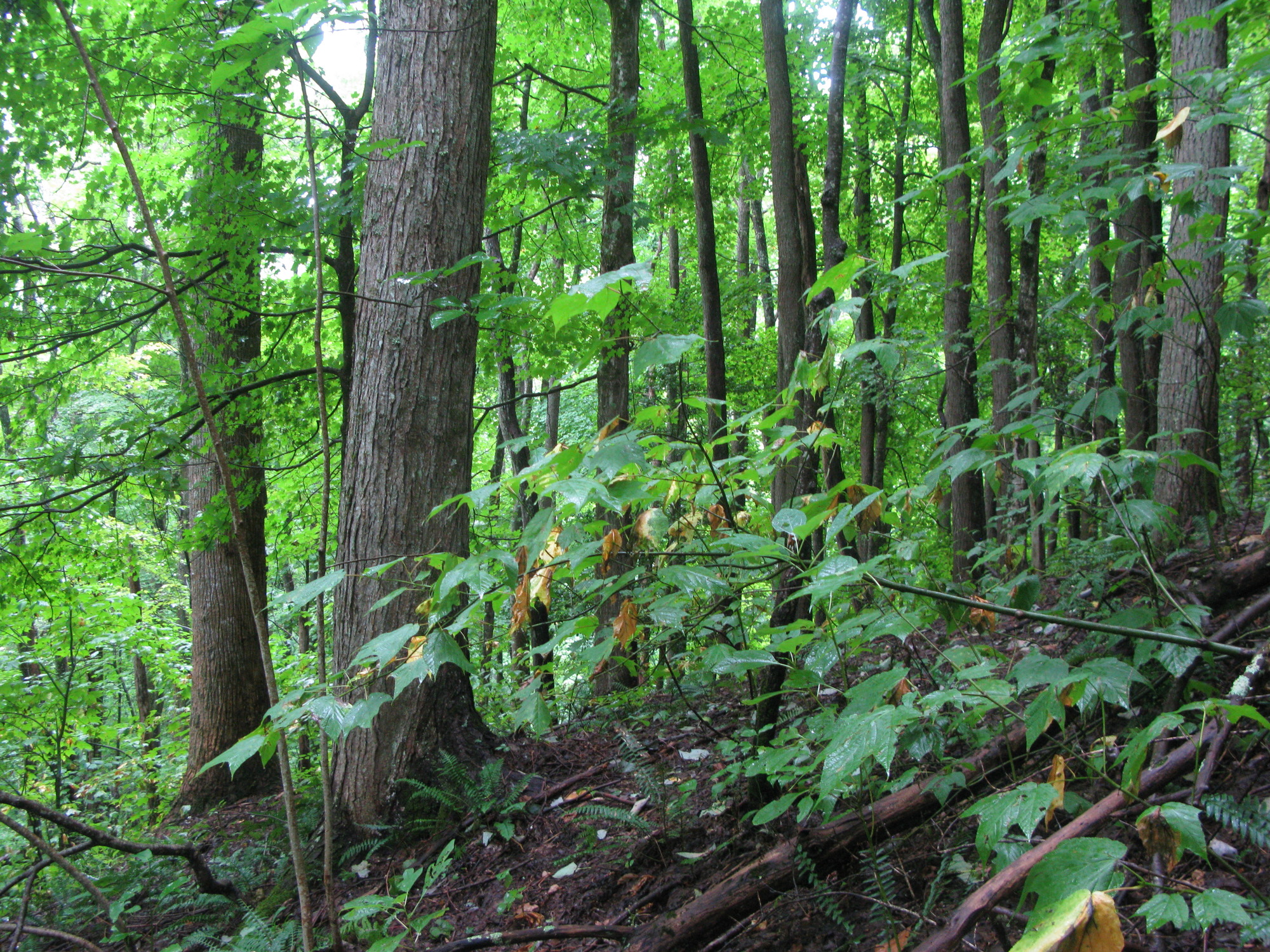 GRSM Accuracy Assessment. Plot Code: GRSM_AA_0517_3