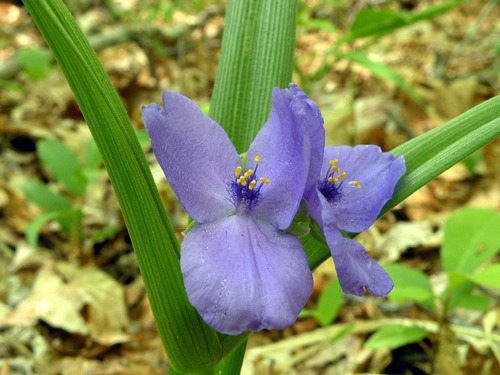 Two large purple flowers with three large petals each. Small yellow stalks in the middle of each flower. 