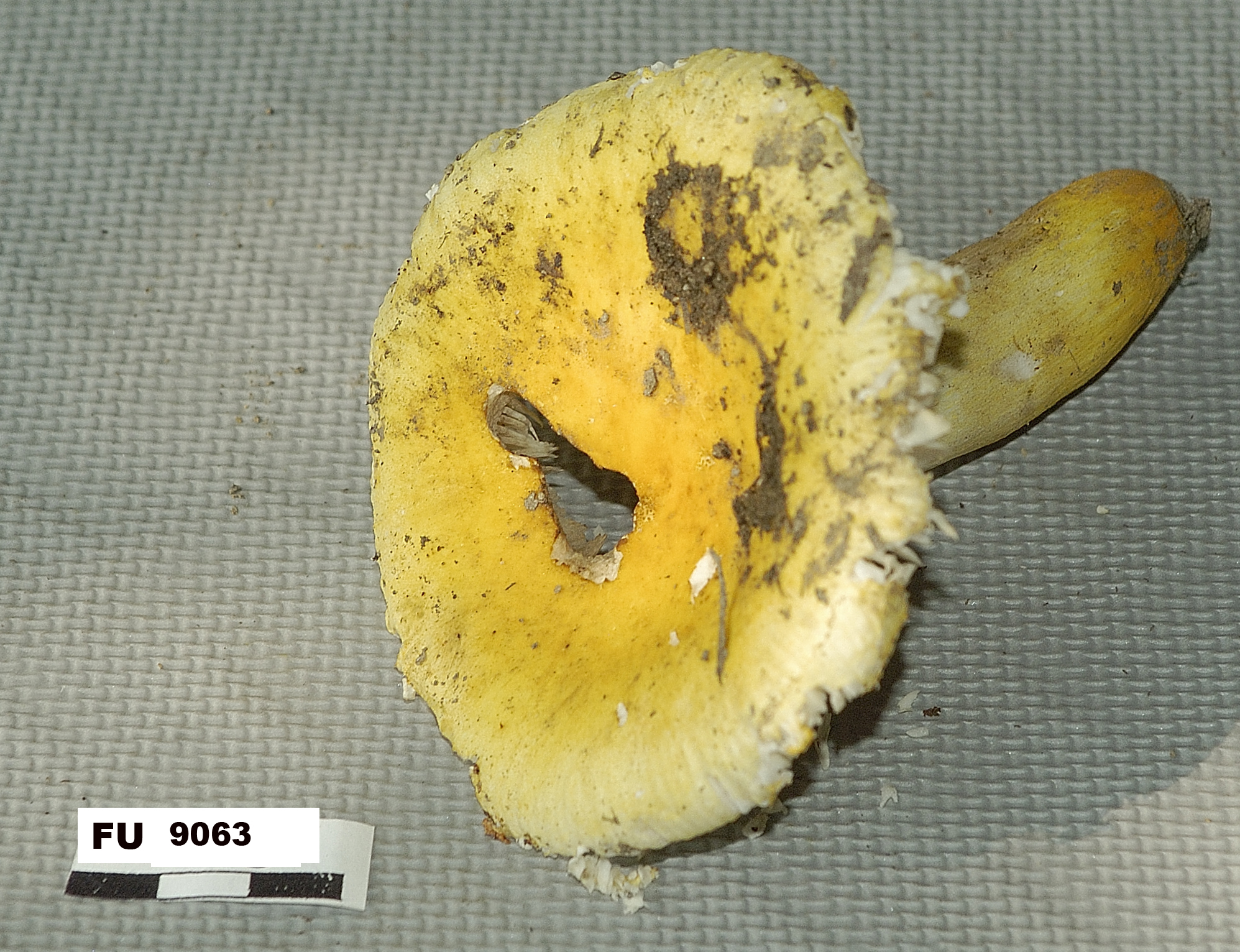 Image of Russula flavida, a species of fungi.