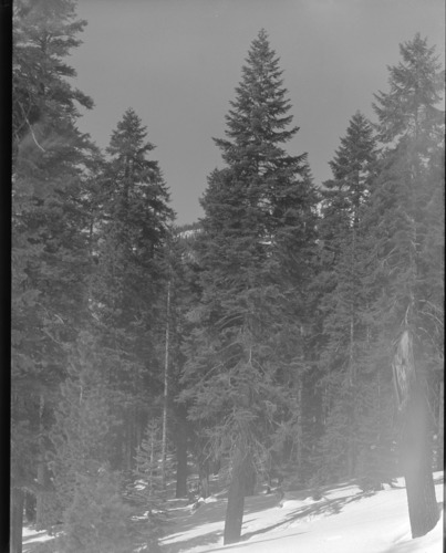 Ski trip to Snow Creek (RL-12,555 - 12,564).