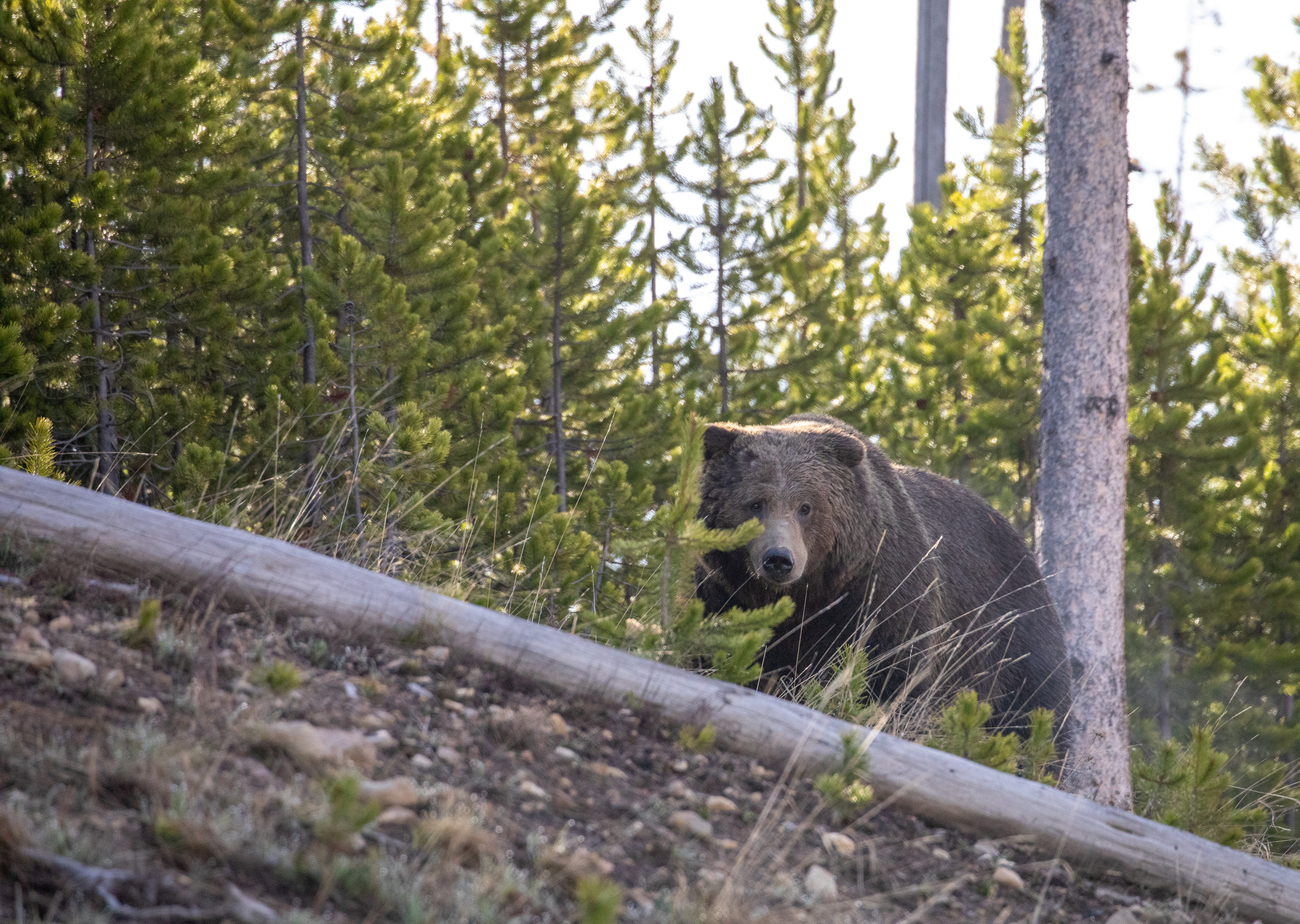 Grizzly bear walks near young lodgepole pine trees