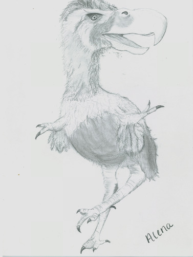 Pencil drawing of a prehistoric bird that resembles a dinosaur. 