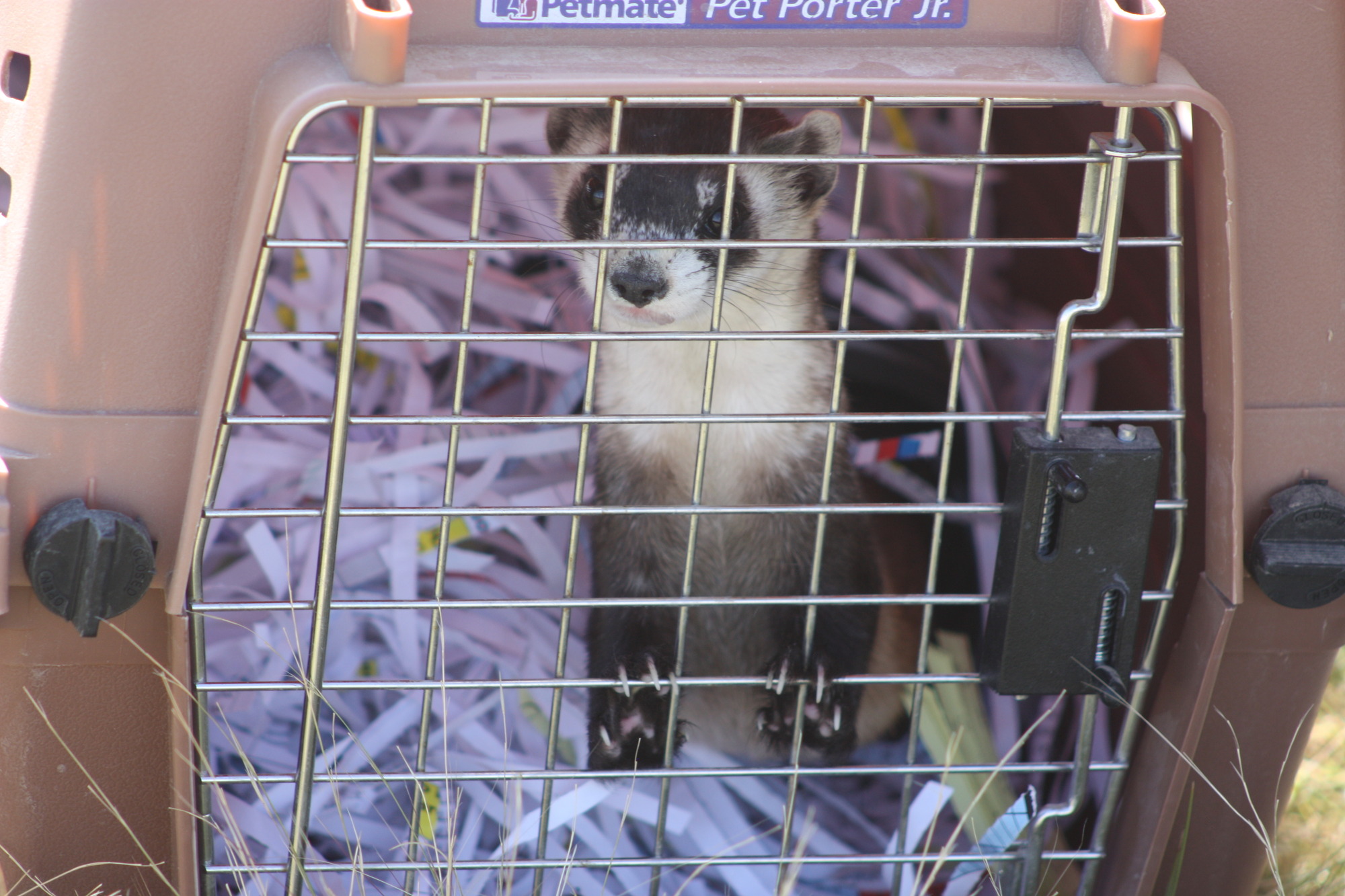 a ferret in a cage packed with shredded paper looks out as it waits to be released