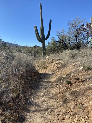 deep rut in trail with saguaro 