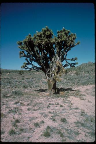 Views at Joshua Tree National Park, California