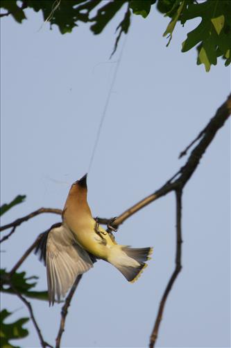 Cedar waxwing in Cuyahoga Valley National Park