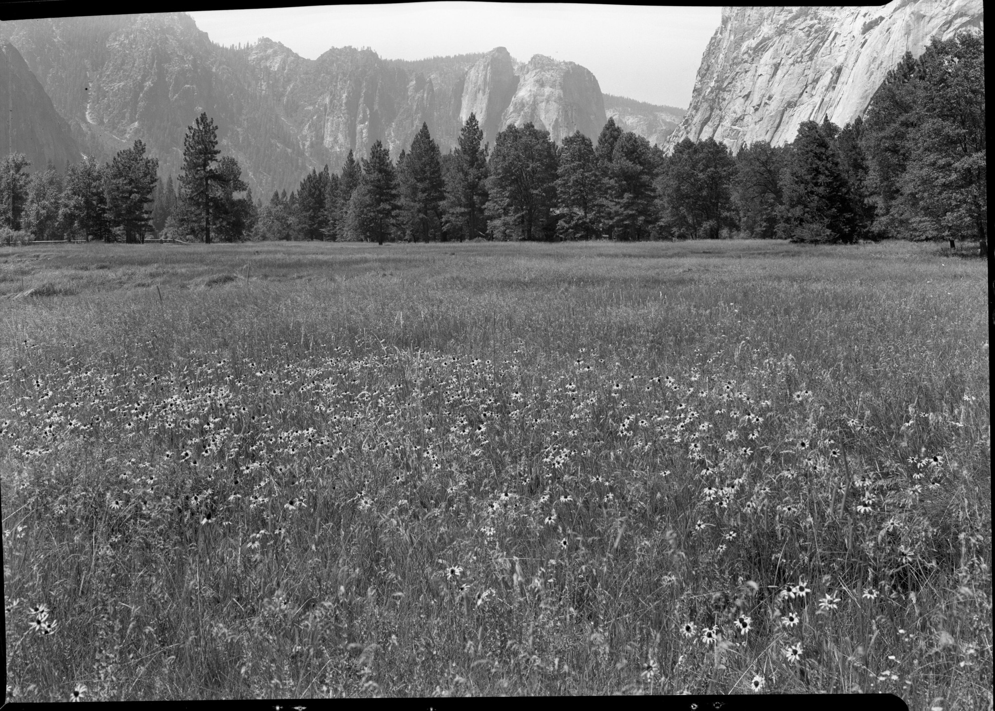 Blackeyed Susans on Leidig Meadow