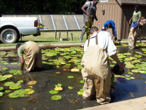 KEAQ YPP 2009 PMIS154684 Kenilworth Aquatic Gardens - SCA Conservation Crew