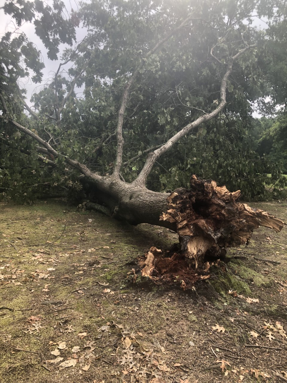 large tree down in the Sweetgum Picnic Area