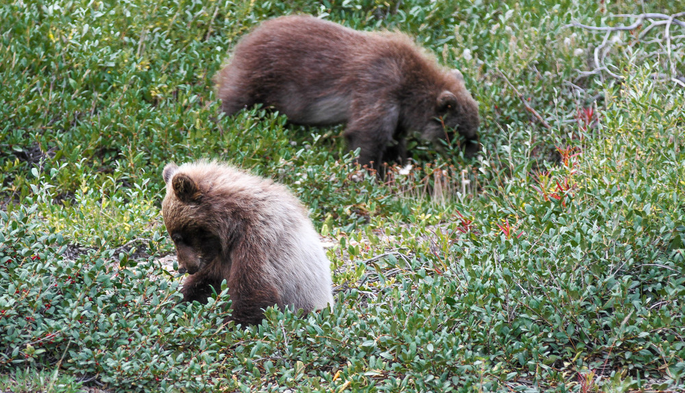 two small grizzly cubs 