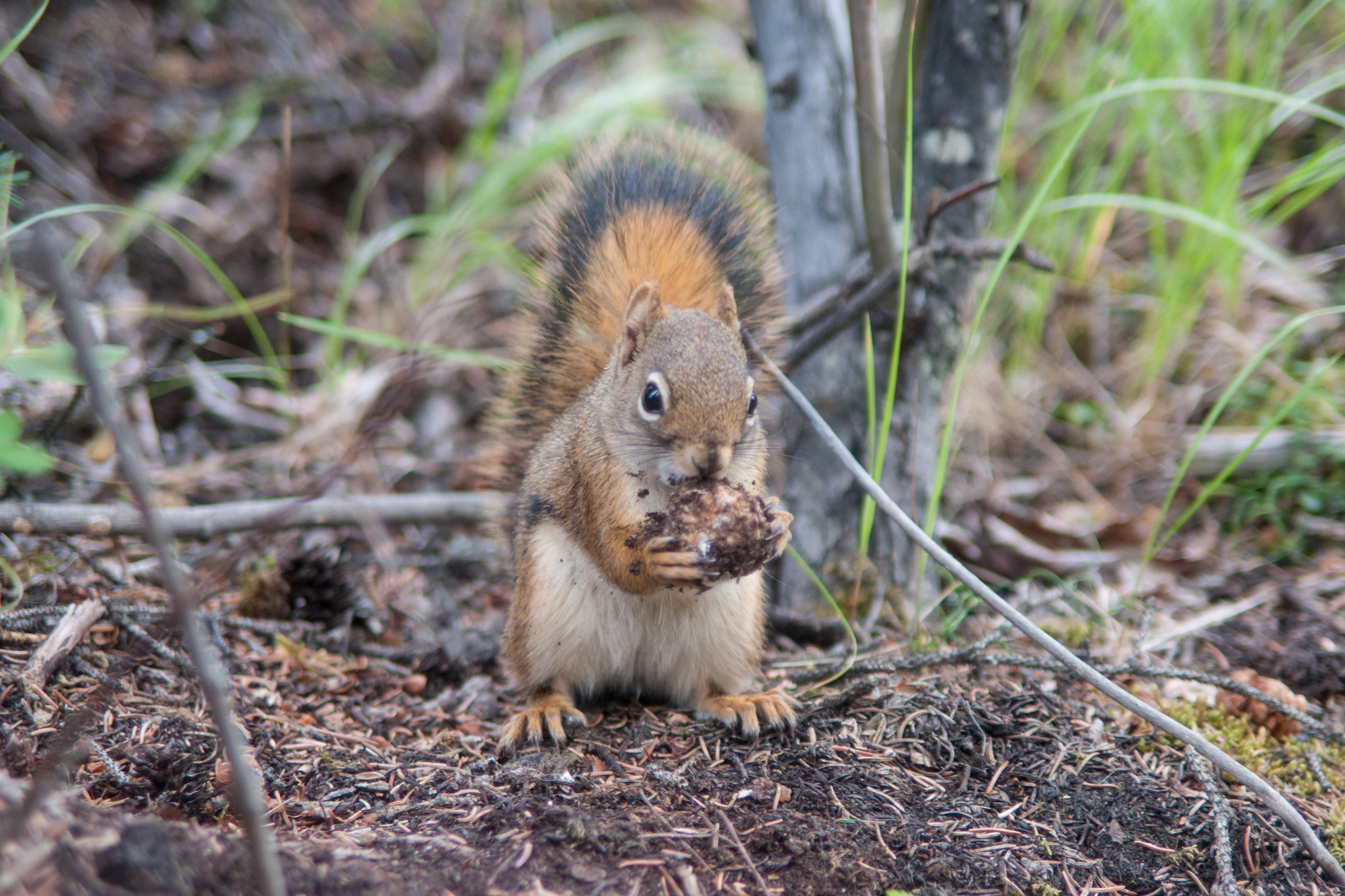 A red squirrel munching through a spruce cone