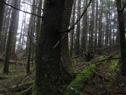 GRSM Accuracy Assessment. Plot Code: GRSM_AA_0163_3