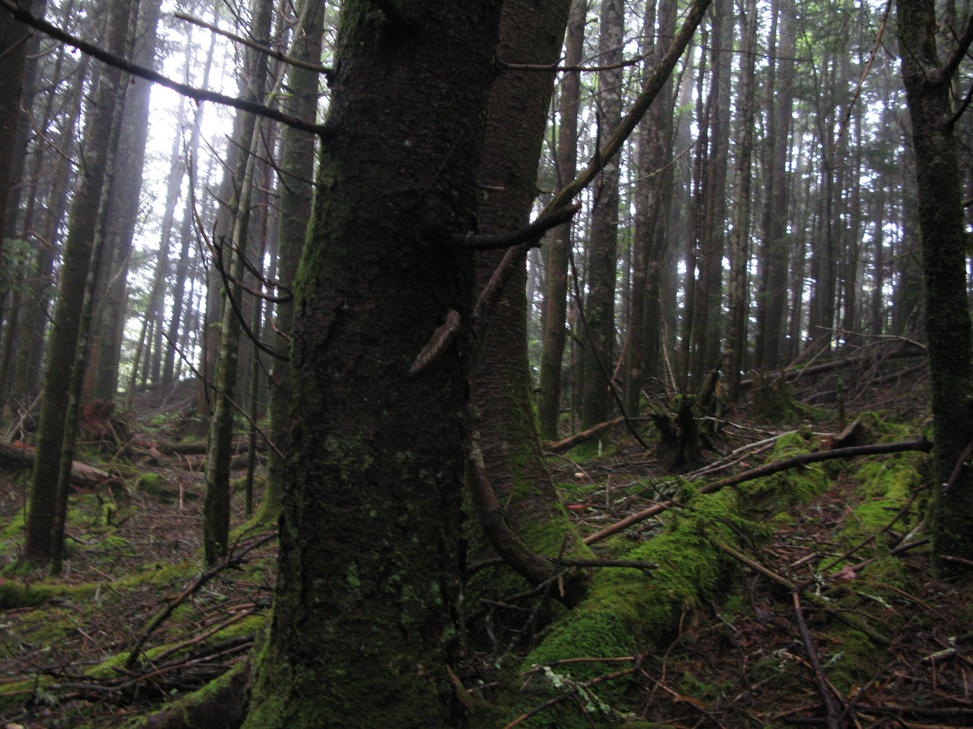 GRSM Accuracy Assessment. Plot Code: GRSM_AA_0163_3