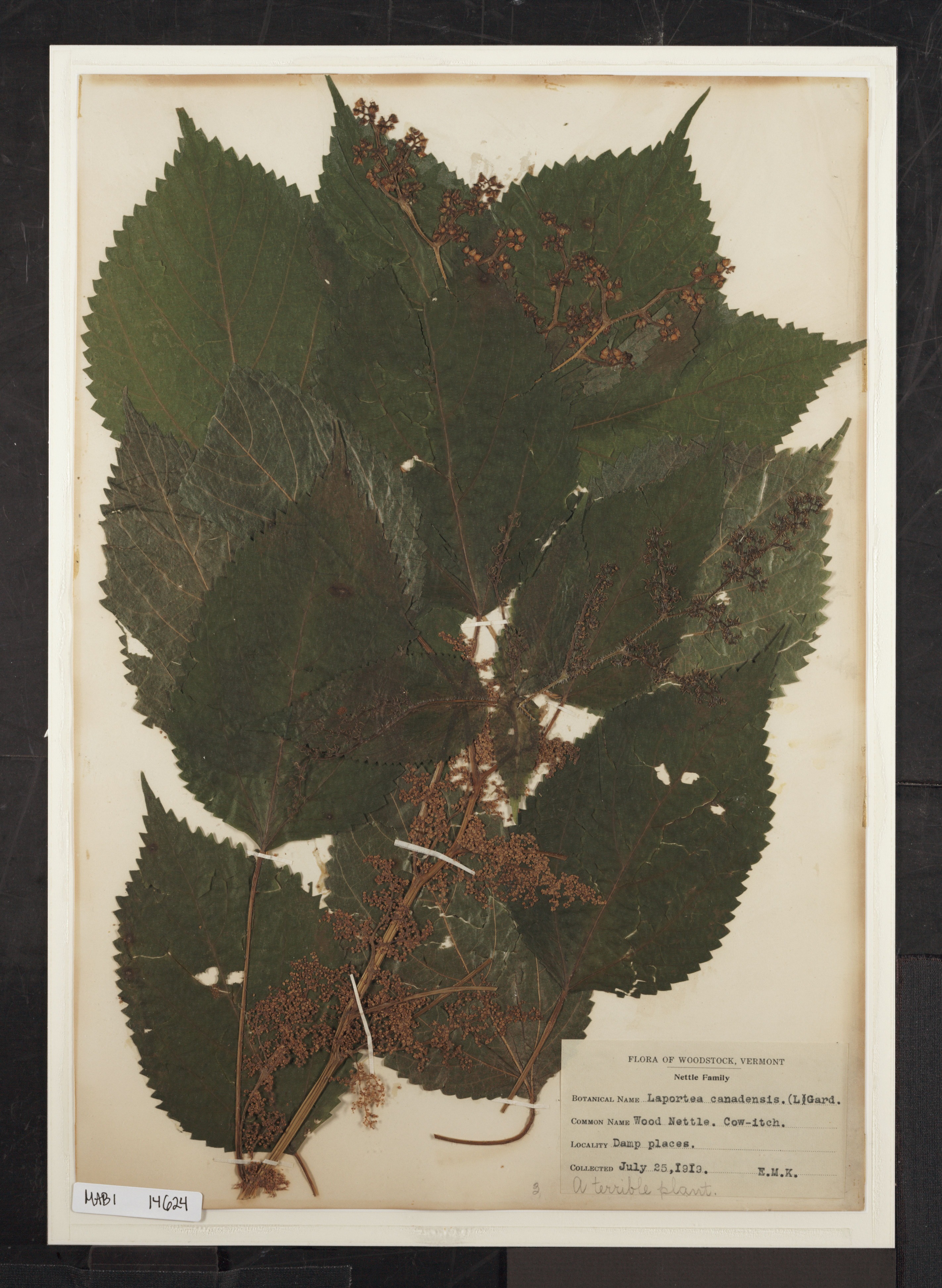 Preserved biological specimen on paper.