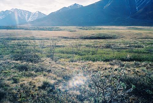 2 Gates of the Arctic National Park and Preserve Itkillik Birds June 2006