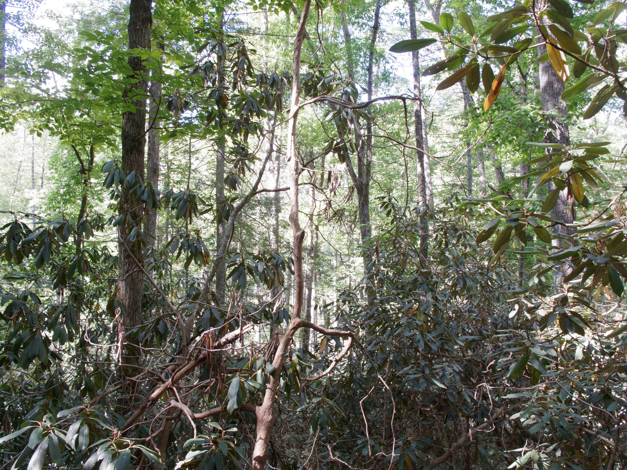 GRSM Accuracy Assessment. Plot Code: GRSM_AA_0779_6