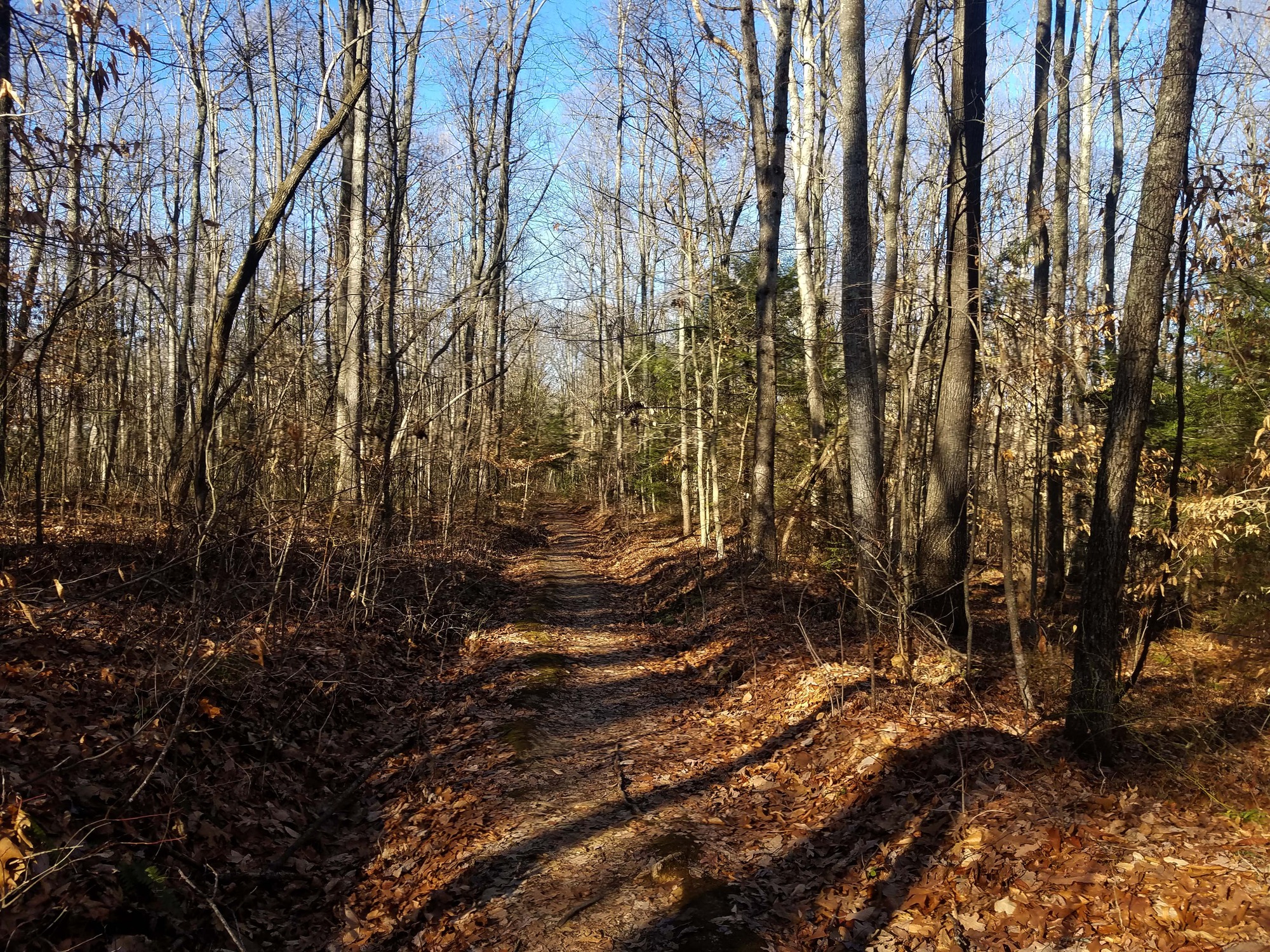 trail through forest
