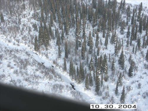 4 Gates of the Arctic National Park and Preserve Koyukuk Moose Survey 2004