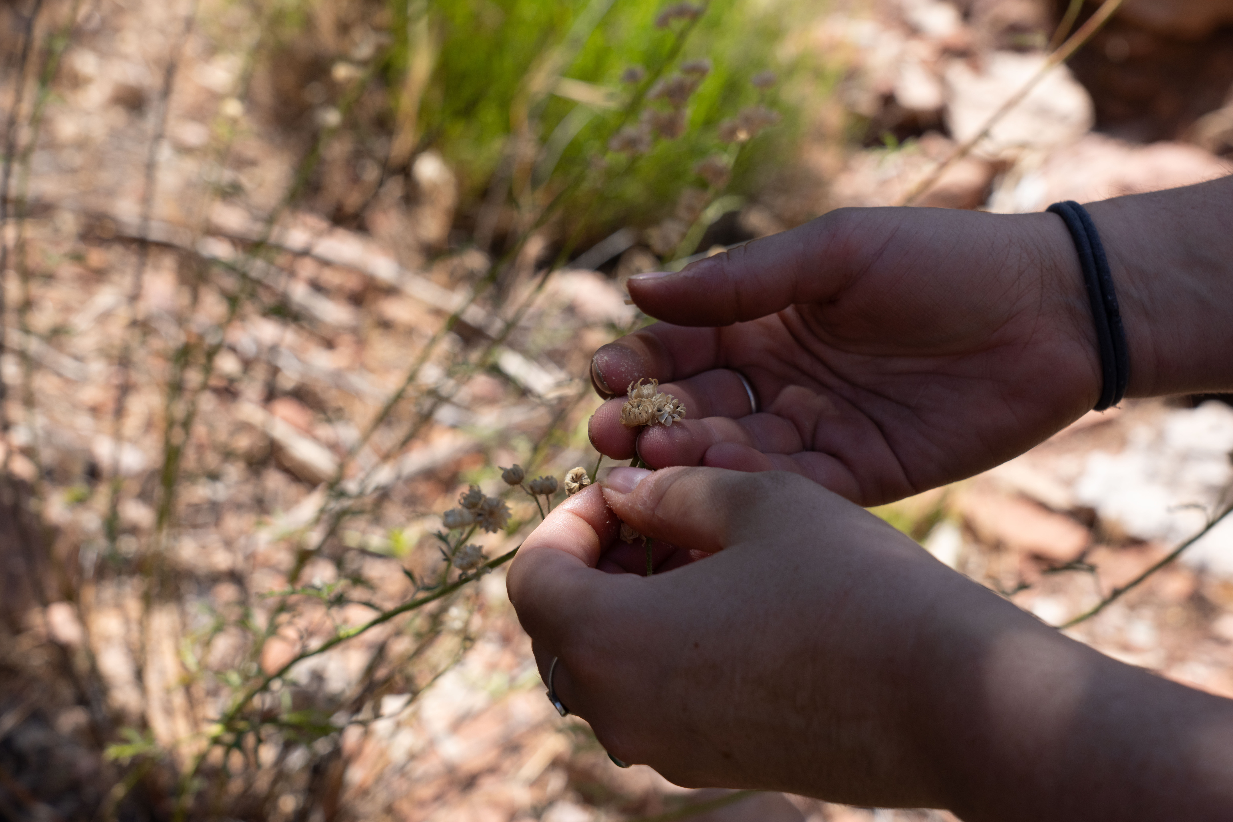 A ranger holding a plant and its seeds in her hand