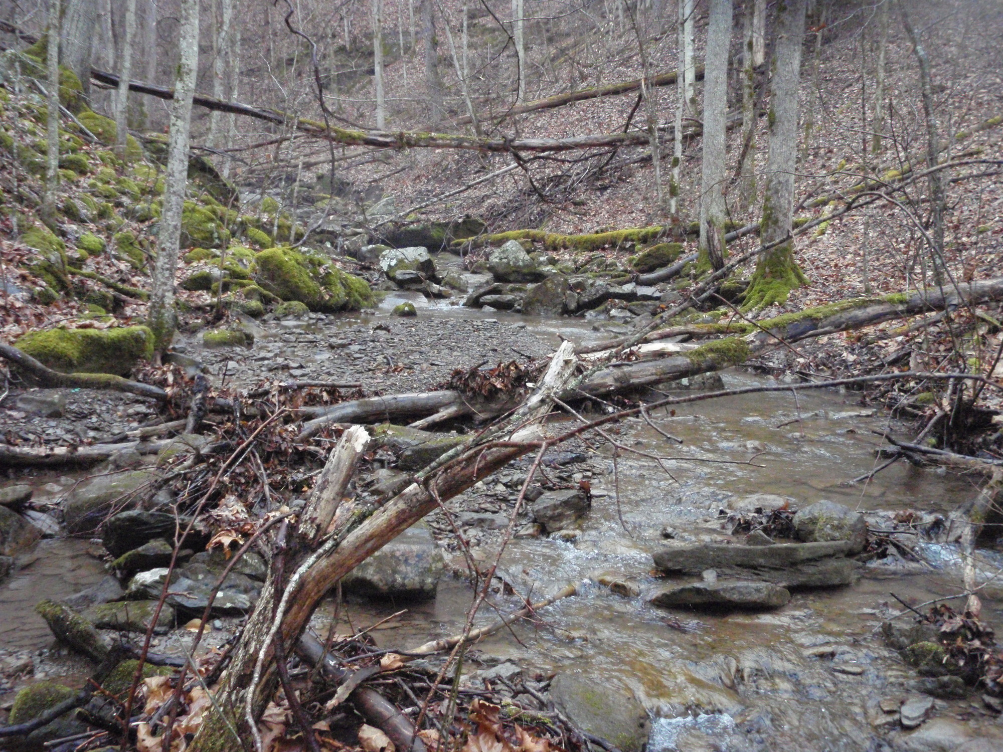 Site visit photo showing the upstream (UP) or downstream (DN) view of a wadeable stream reach taken during benthic macroinvertebrate monitoring at New River Gorge National Park and Preserve.