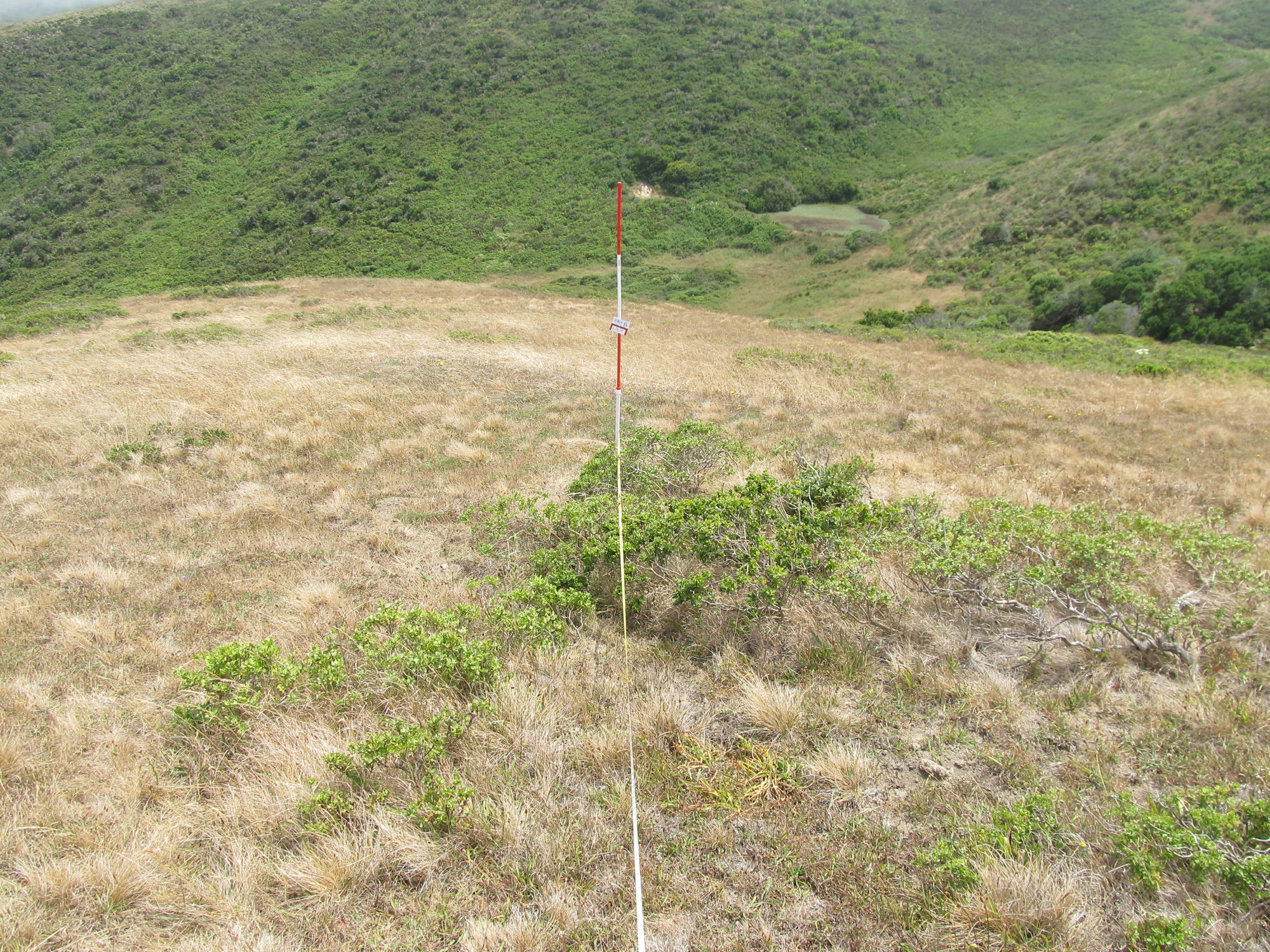 Eye-level view from the center point of a plant community monitoring plot